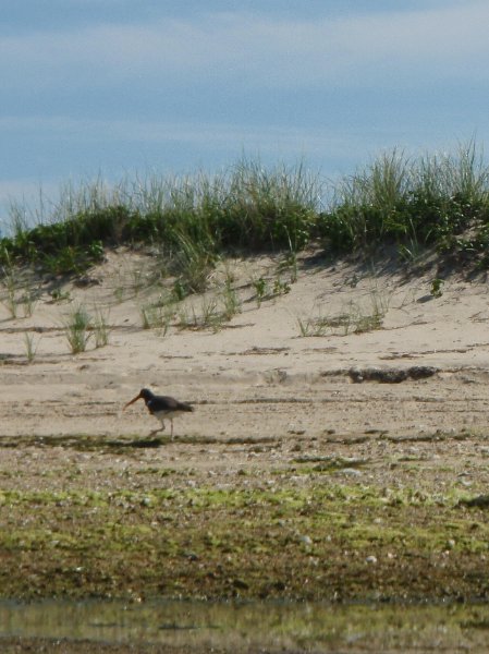 MV071009-7110078.jpg - Oystercatcher