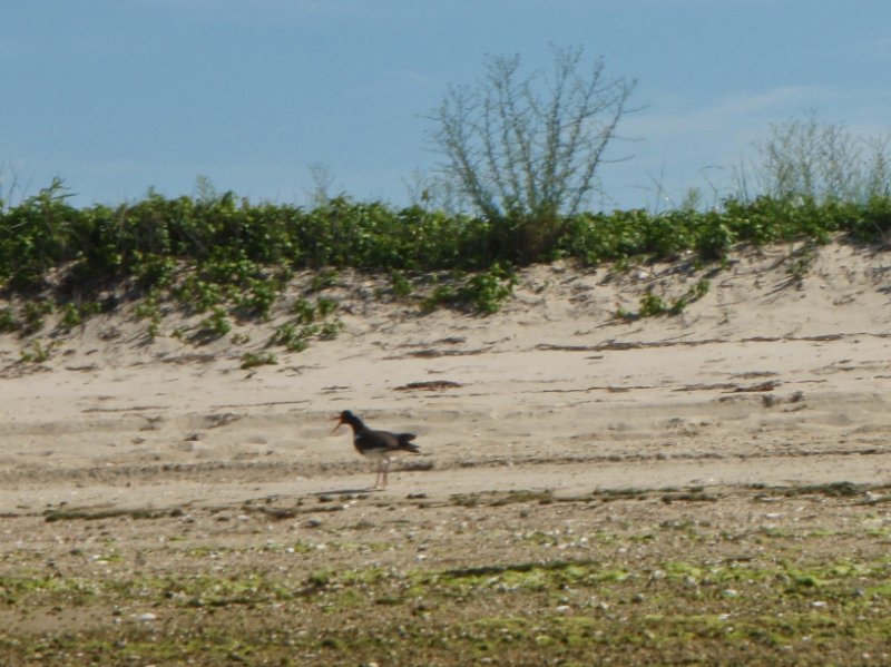 MV071009-7110079.jpg - Oystercatcher