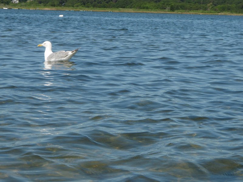 MV071009-7110087.jpg - Seagull