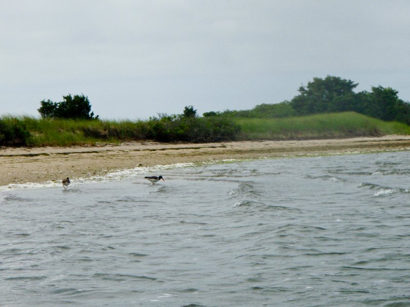 MV071009-7120173.jpg - Oystercatcher