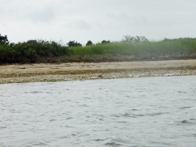 MV071009-7120175.jpg - Oystercatcher