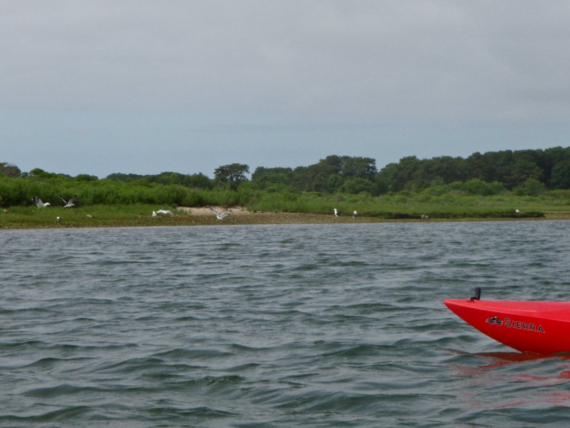 MV071009-7120185.jpg - Seagulls