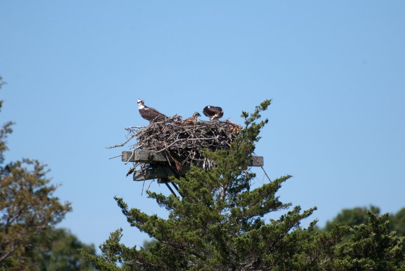 DSC_7758.jpg - Sengekontacket Pond Osprey Nest