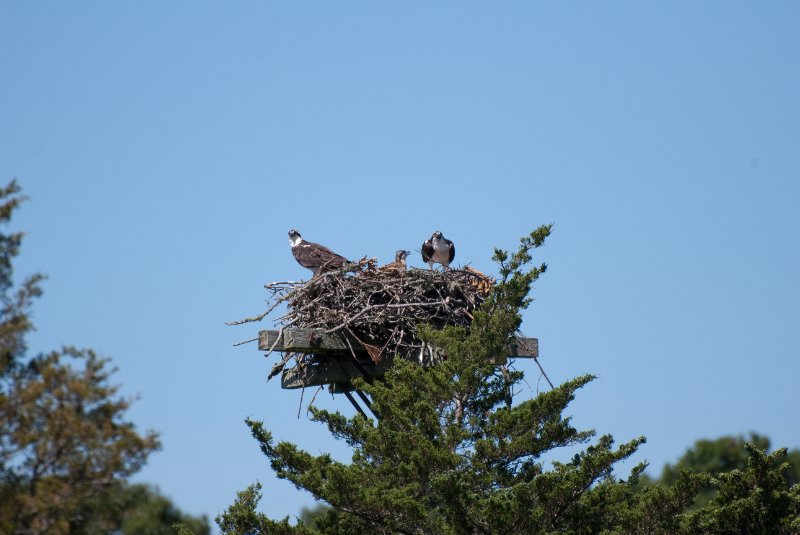 DSC_7760.jpg - Sengekontacket Pond Osprey Nest