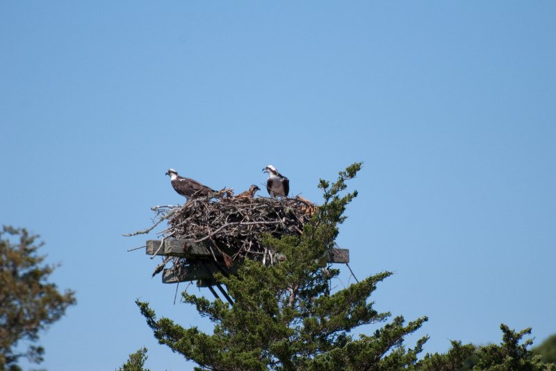 DSC_7761.jpg - Sengekontacket Pond Osprey Nest