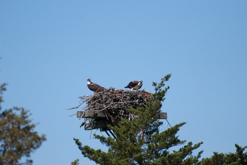 DSC_7762.jpg - Sengekontacket Pond Osprey Nest