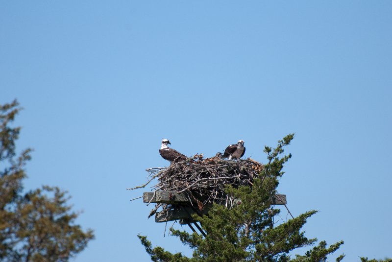 DSC_7763.jpg - Sengekontacket Pond Osprey Nest