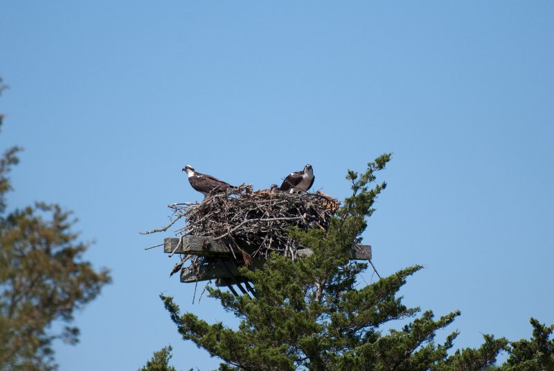 DSC_7764.jpg - Sengekontacket Pond Osprey Nest