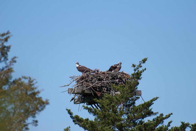 DSC_7765.jpg - Sengekontacket Pond Osprey Nest