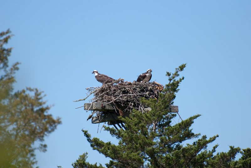 DSC_7766.jpg - Sengekontacket Pond Osprey Nest