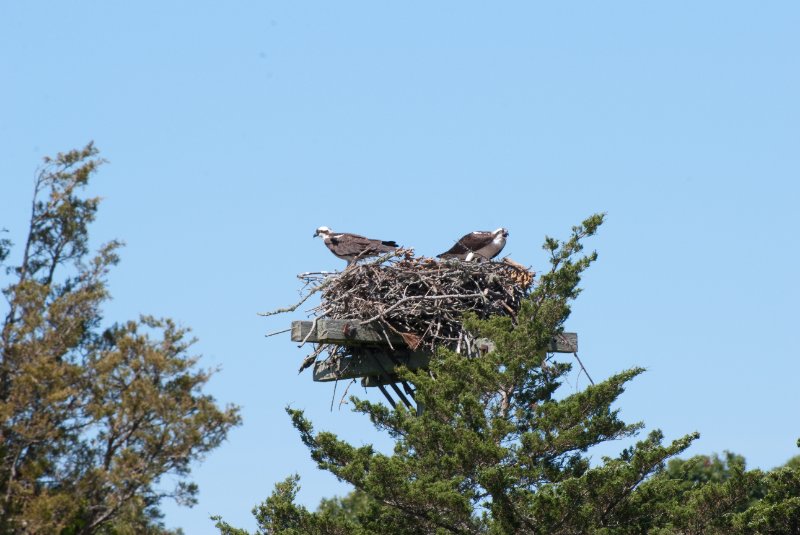 DSC_7772.jpg - Sengekontacket Pond Osprey Nest