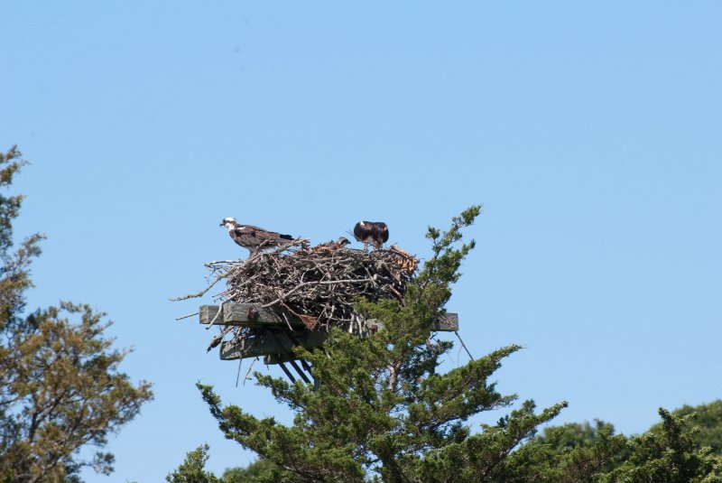 DSC_7773.jpg - Sengekontacket Pond Osprey Nest