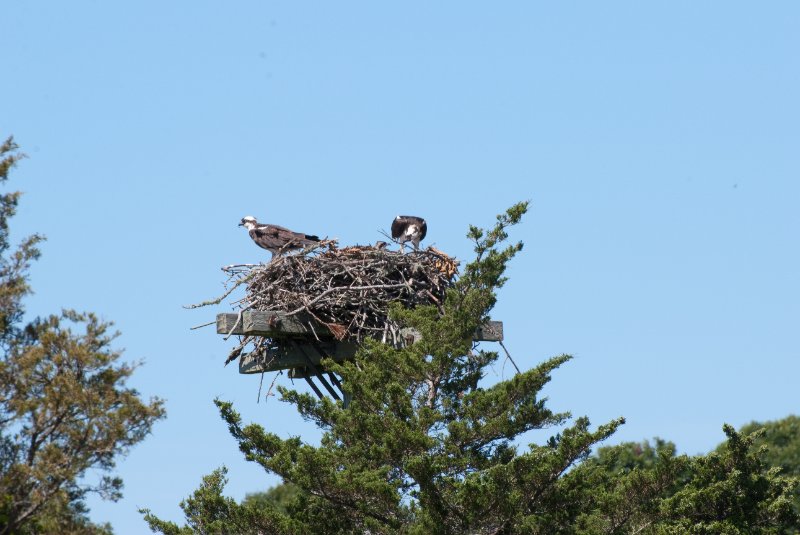 DSC_7774.jpg - Sengekontacket Pond Osprey Nest