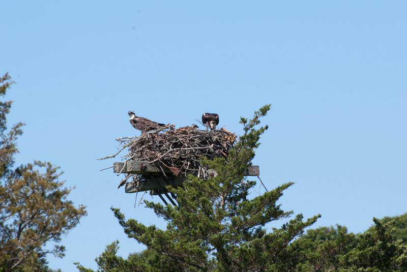 DSC_7775.jpg - Sengekontacket Pond Osprey Nest