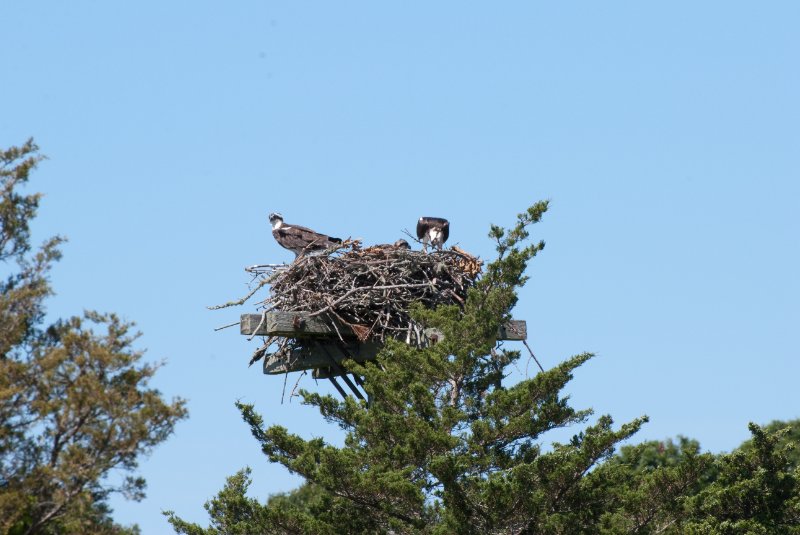 DSC_7776.jpg - Sengekontacket Pond Osprey Nest