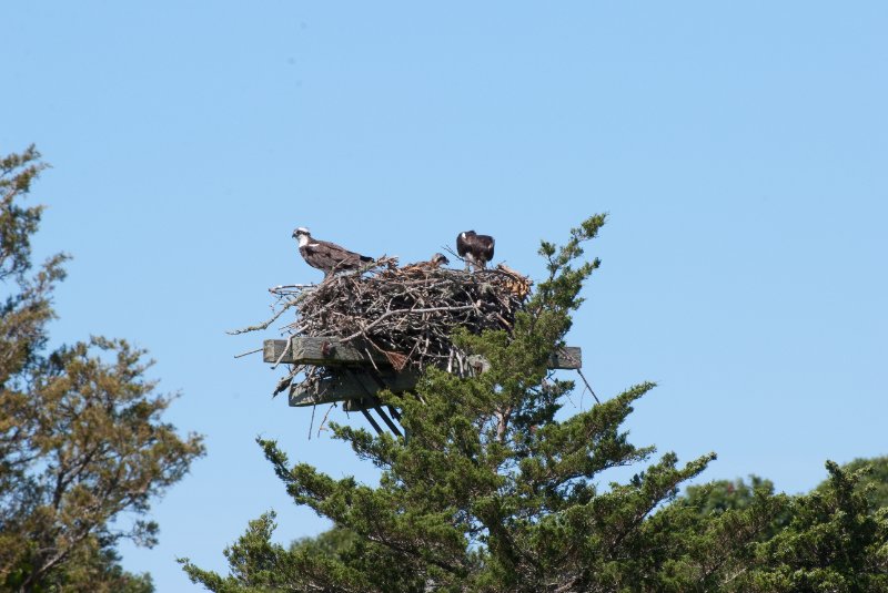 DSC_7777.jpg - Sengekontacket Pond Osprey Nest