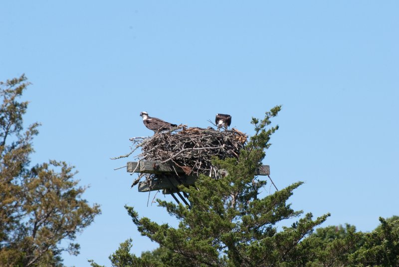 DSC_7778.jpg - Sengekontacket Pond Osprey Nest