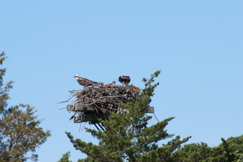 DSC_7780.jpg - Sengekontacket Pond Osprey Nest