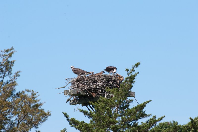 DSC_7781.jpg - Sengekontacket Pond Osprey Nest