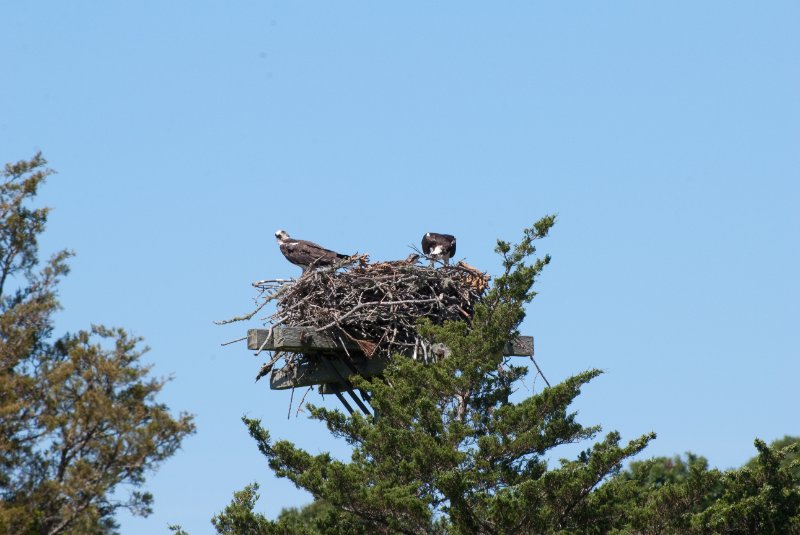 DSC_7782.jpg - Sengekontacket Pond Osprey Nest