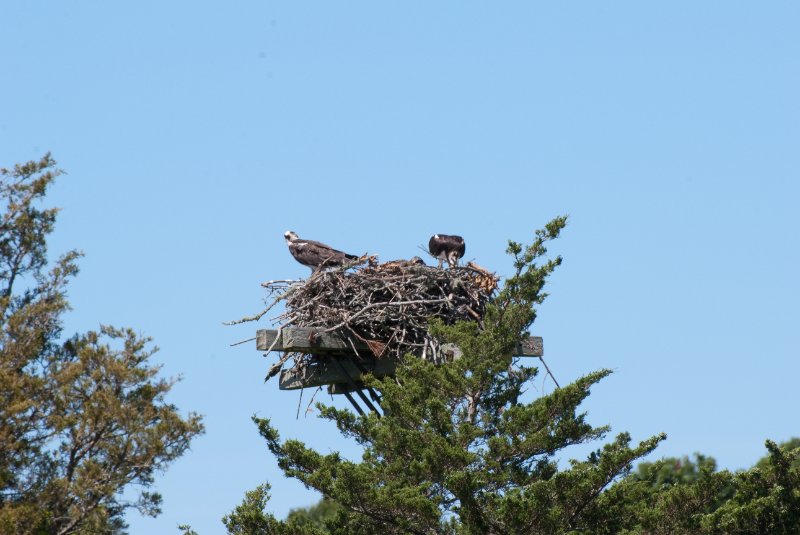 DSC_7783.jpg - Sengekontacket Pond Osprey Nest