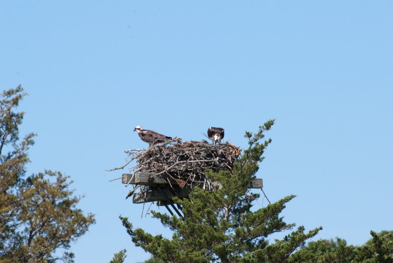 DSC_7785.jpg - Sengekontacket Pond Osprey Nest