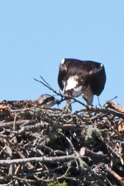 DSC_7779.jpg - Sengekontacket Pond Osprey Nest