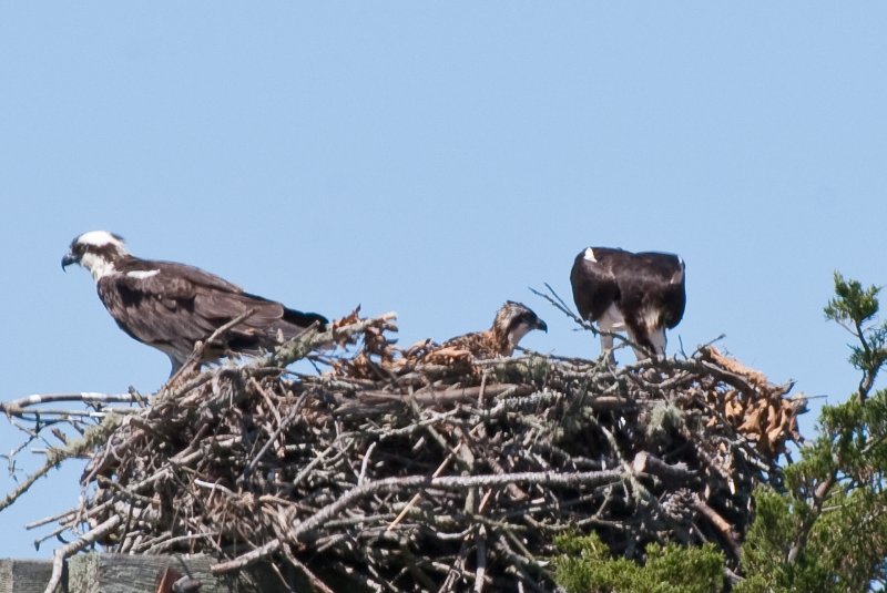 DSC_7784.jpg - Sengekontacket Pond Osprey Nest