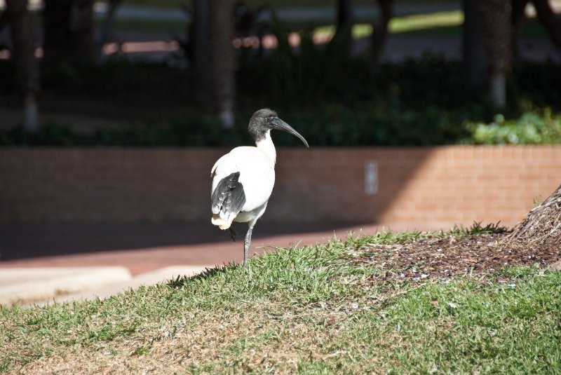 Sydney090209-9011.jpg - Ibis in the Palm Grove