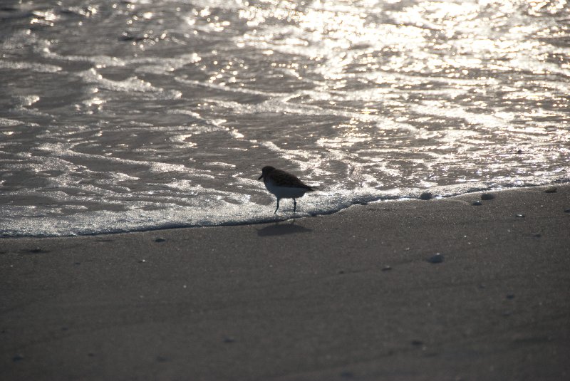 Captiva051310-2922.jpg - Sunset on the Captiva Beach by the Mucky Duck