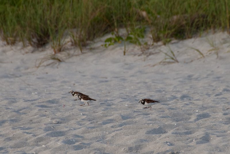 Captiva051310-2929.jpg - Sunset on the Captiva Beach by the Mucky Duck