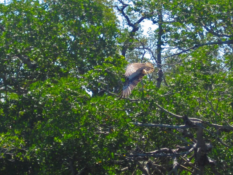 Captiva051310-0575.jpg - Osprey