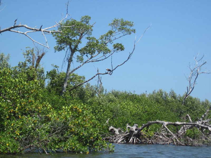 Captiva051310-0581.jpg - Kayak Captiva:  Pine Island Sound, McCarthy Marina to Chadwick's Bayou