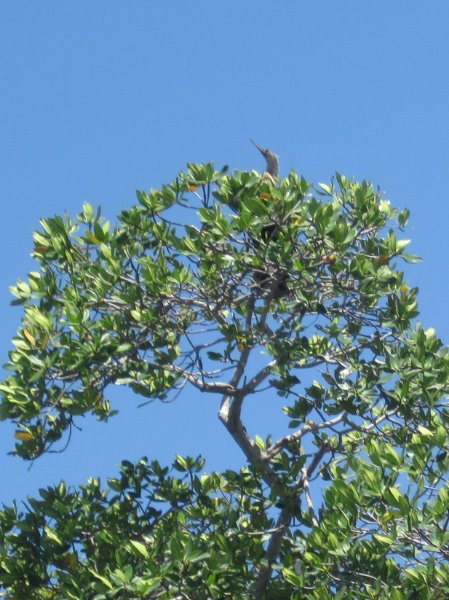 Captiva051310-0602.jpg - Anhinga hiding at the top of a tree