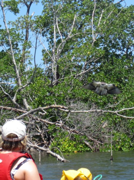 Captiva051310-0614.jpg - Kayak Captiva:  Pine Island Sound, McCarthy Marina to Chadwick's Bayou