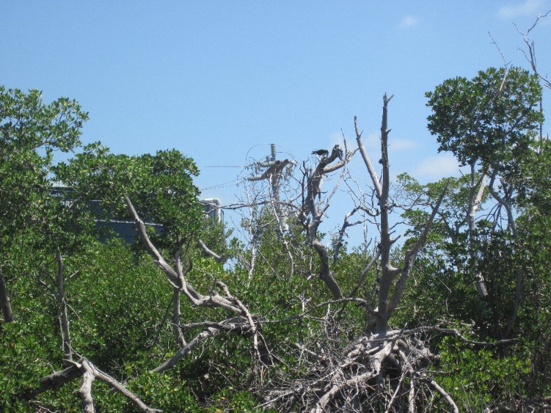 Captiva051310-0621.jpg - Kayak Captiva:  Pine Island Sound, McCarthy Marina to Chadwick's Bayou