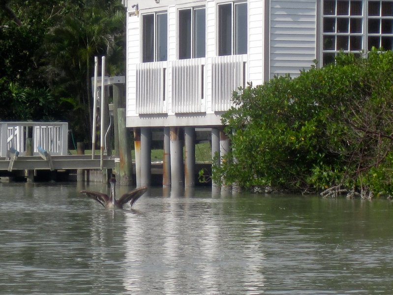 Captiva051310-0675.jpg - Kayaking Captiva:  Buck Key