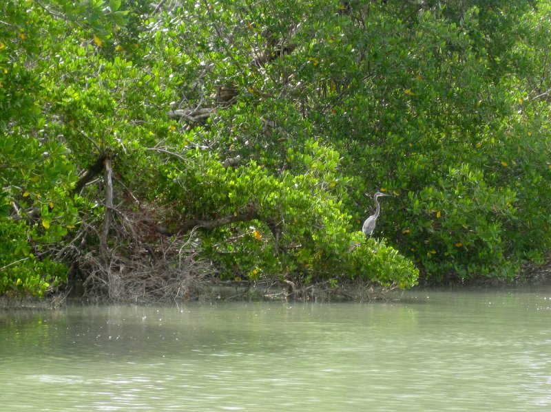 Captiva051310-0678.jpg - Kayaking Captiva:  Buck Key