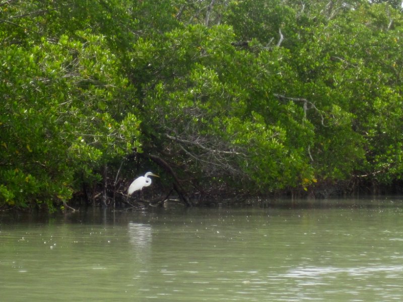 Captiva051310-0682.jpg - Kayaking Captiva:  Buck Key