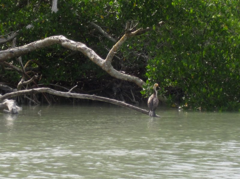 Captiva051310-0687.jpg - Kayaking Captiva:  Buck Key