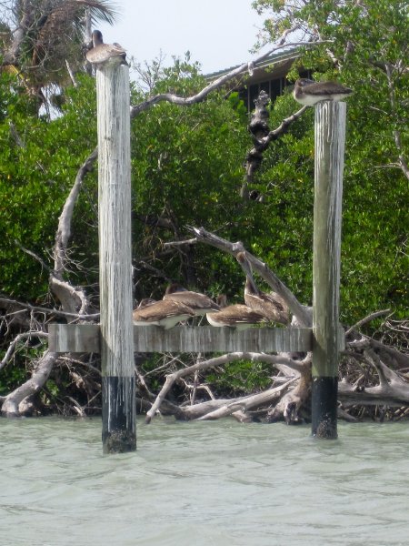 Captiva051310-0694.jpg - Kayaking Captiva:  Buck Key