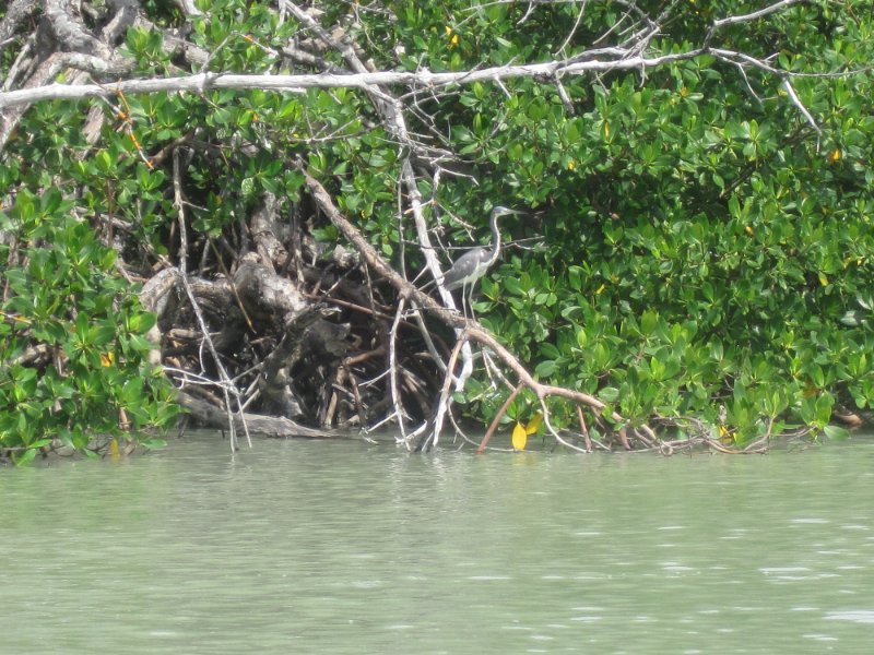 Captiva051310-0715.jpg - Kayaking Captiva:  Buck Key