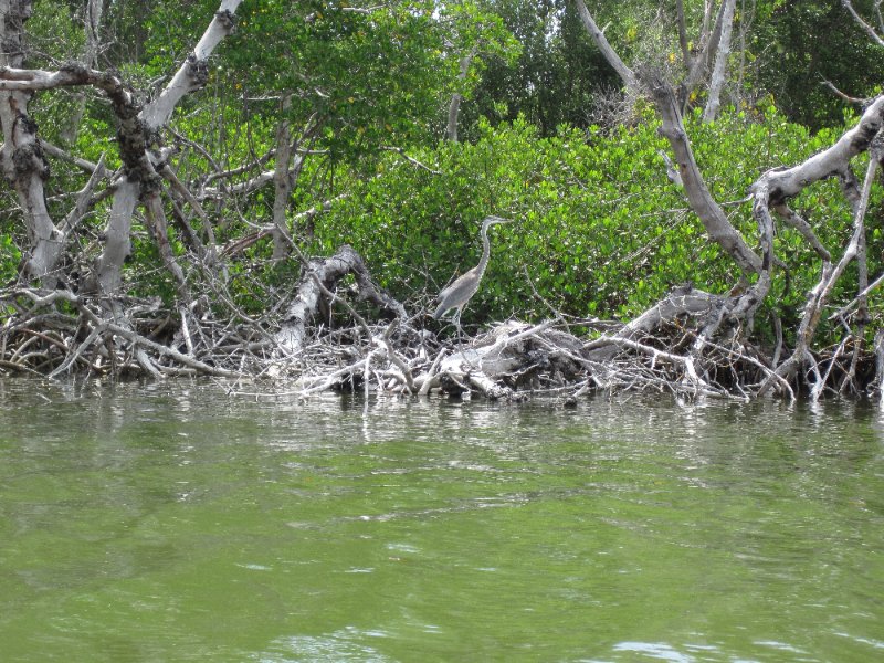 Captiva051310-0742.jpg - Kayaking Captiva:  Buck Key