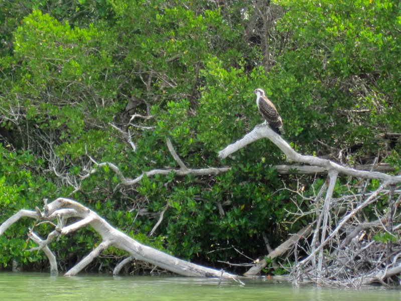 Captiva051310-0784.jpg - Kayaking Captiva:  Buck Key to Sanibel