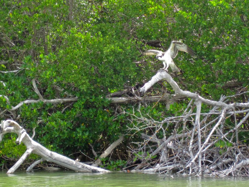 Captiva051310-0786.jpg - Kayaking Captiva:  Buck Key to Sanibel