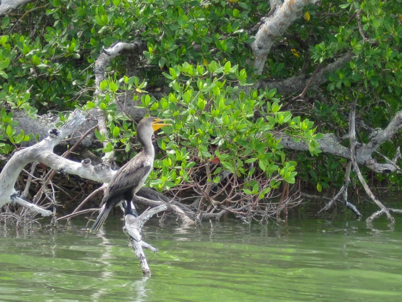 Captiva051310-0798.jpg - Kayaking Captiva:  Buck Key to Sanibel