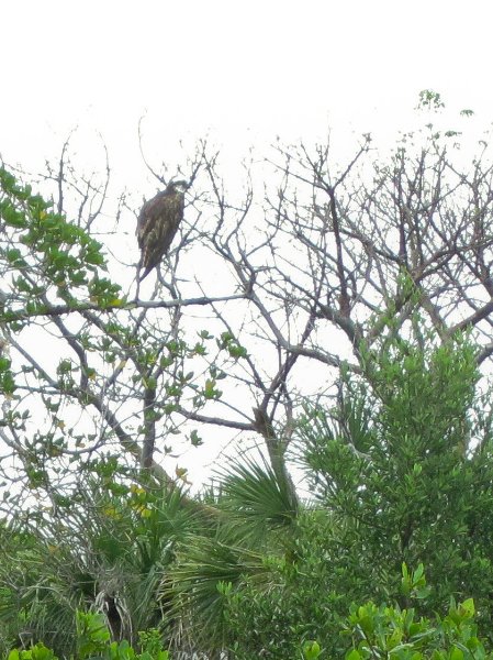 Captiva051310-0814.jpg - Osprey in the mangrove of Buck Key