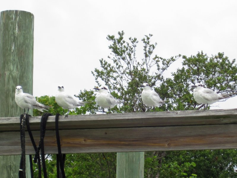 Captiva051310-0817.jpg - Seagulls