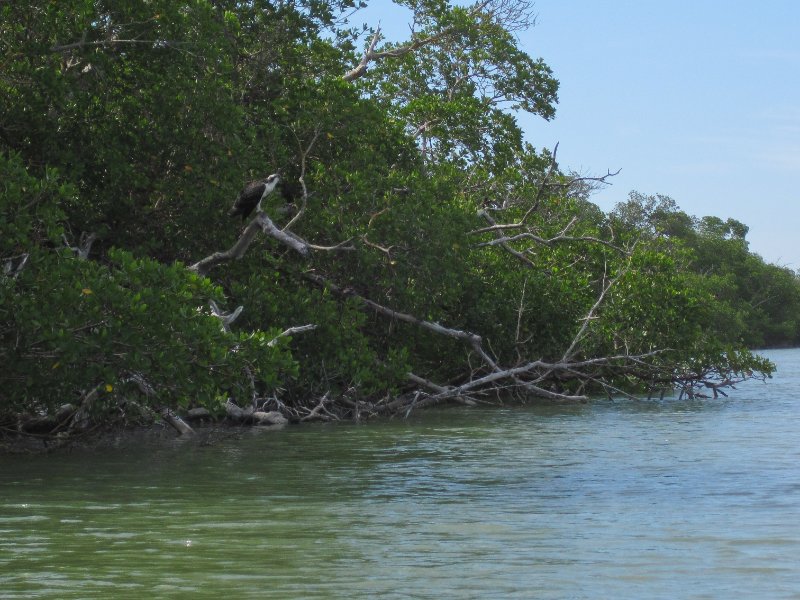 Captiva051310-0755.jpg - Kayaking Captiva:  Buck Key to Sanibel