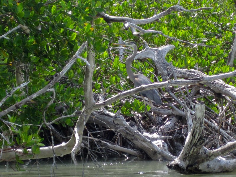 Captiva051310-0766.jpg - Kayaking Captiva:  Buck Key to Sanibel